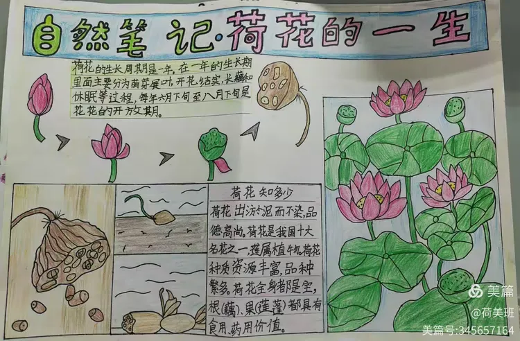 班荷花成长记手抄报优秀作品